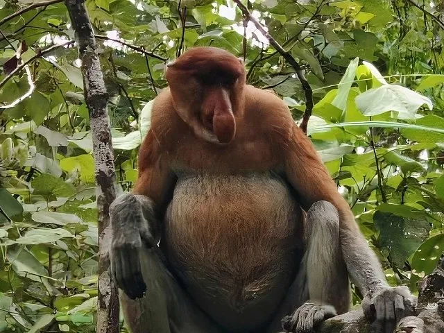 Ein Nasenaffe sitzt auf einem Ast im Bako-Nationalpark.