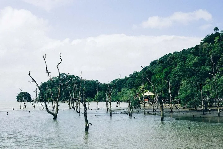 Bare tree trunks sticking out of shallow water near a forested shoreline.