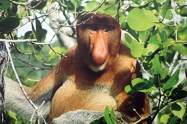 Ein Nasenaffe schaut zwischen den grünen Blättern eines Baumes hervor.