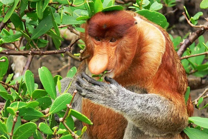 Nahaufnahme eines Nasenaffen, der in seinem natürlichen Lebensraum grüne Blätter frisst.