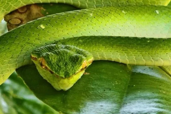 Close-up of a bright green pit viper snake resting on a leaf.
